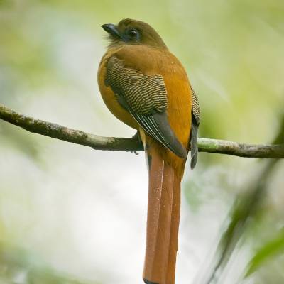 Malabar trogon