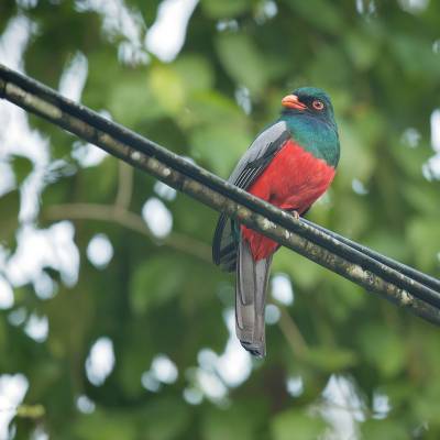 Slaty-tailed trogon