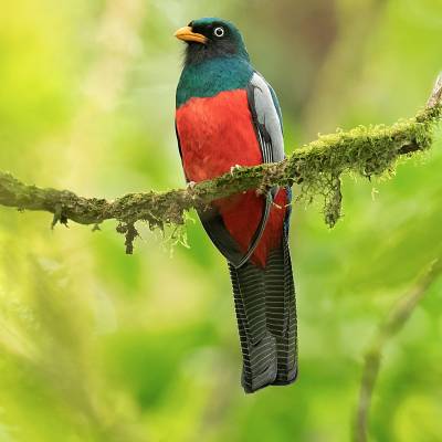 Lattice-tailed trogon