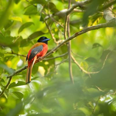 Scarlet-rumped trogon