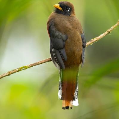 Masked trogon