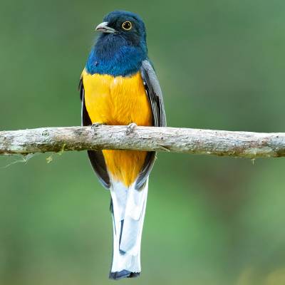 Surucua trogon