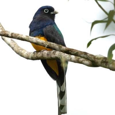 Green-backed trogon