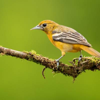 Baltimore oriole