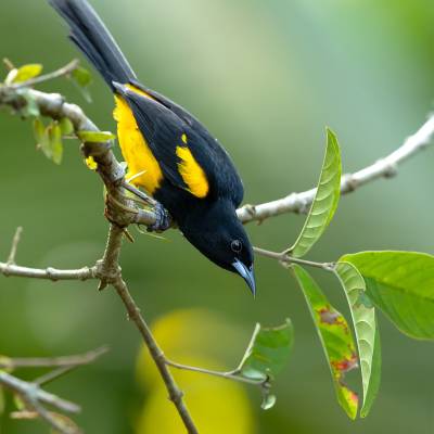 Black-cowled oriole