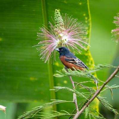 Orchard oriole