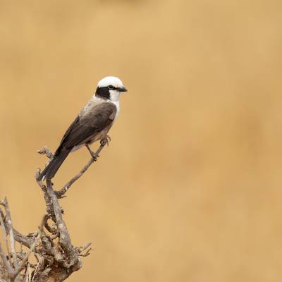 Northern white-crowned shrike