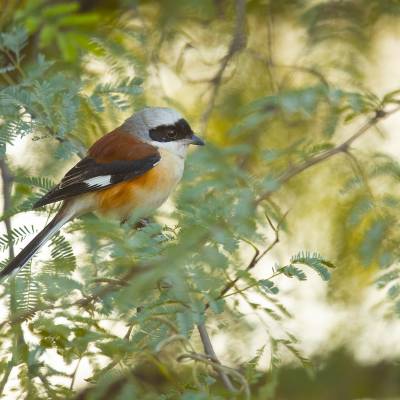 Long-tailed shrike