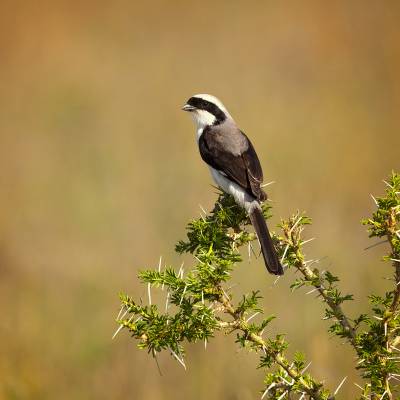 Grey-backed fiscal