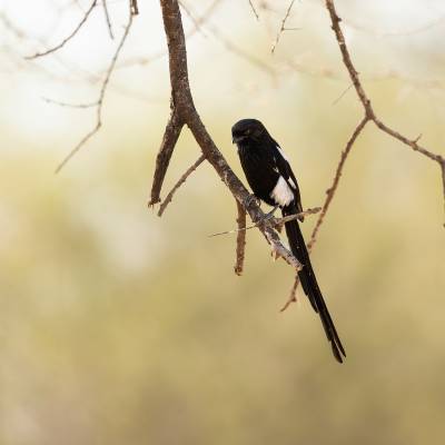 Magpie shrike