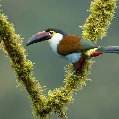 Black-billed mountain toucan