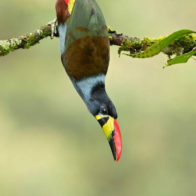 Grey-breasted mountain toucan