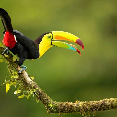 Keel-billed toucan