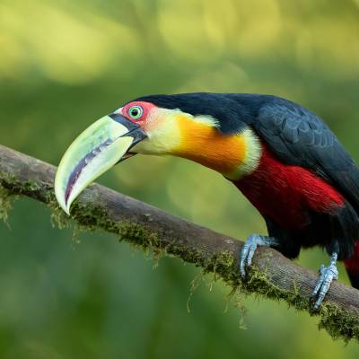 Yellow-throated toucan