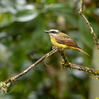 Golden-crowned flycatcher