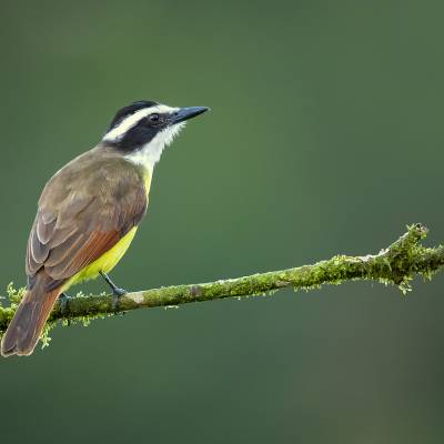 Great kiskadee