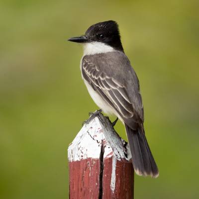 Loggerhead kingbird