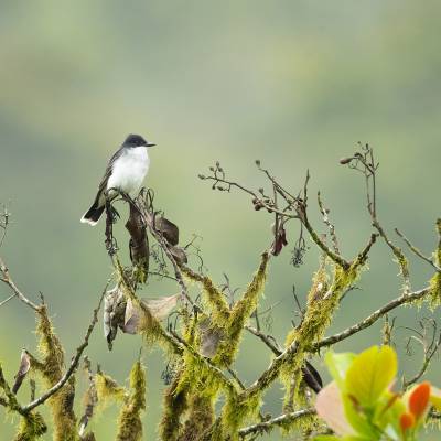 Eastern kingbird