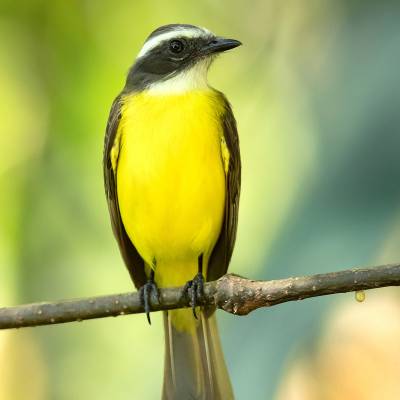 Social flycatcher