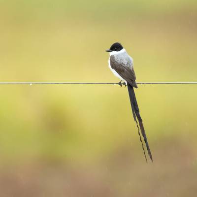 Fork-tailed flycatcher