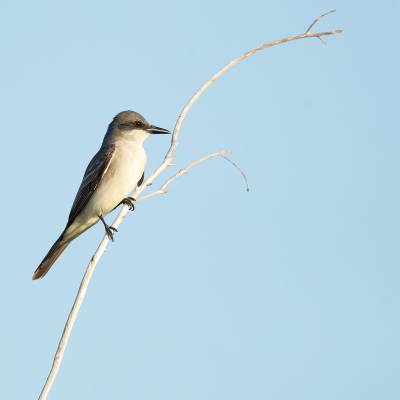 Gray kingbird