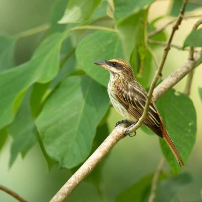 Streaked flycatcher