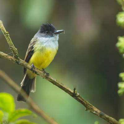 Dusky-capped flycatcher