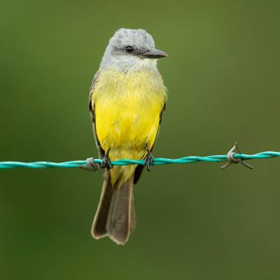 Tropical kingbird