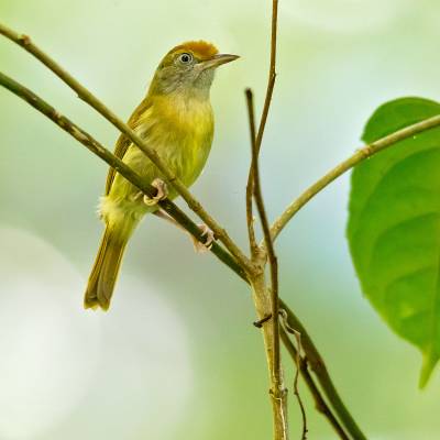 Sepia-capped flycatcher