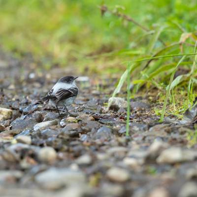 Torrent tyrannulet