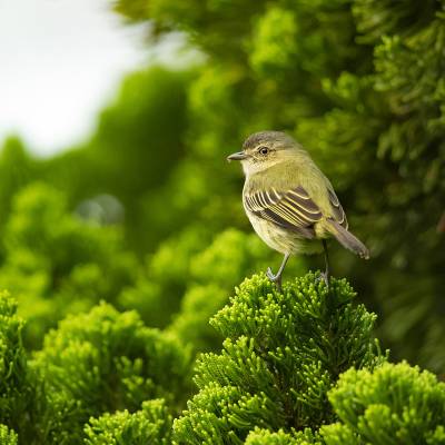 Mistletoe tyrannulet