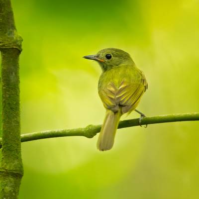 Ochre-bellied flycatcher