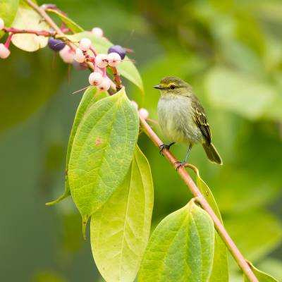 Golden-faced tyrannulet