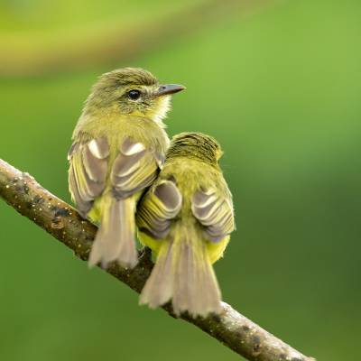 Yellow tyrannulet