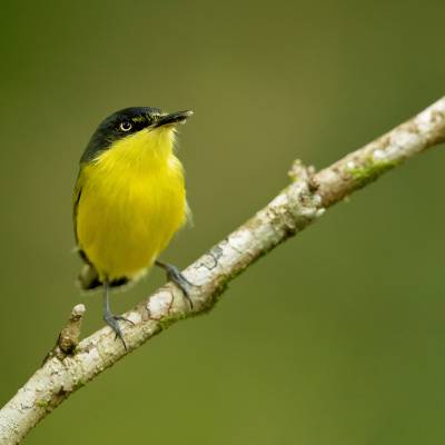 Common tody-flycatcher