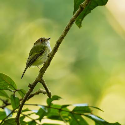 Scale-crested pygmy tyrant