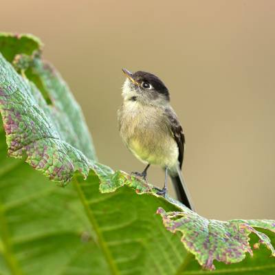 Black-capped flycatcher