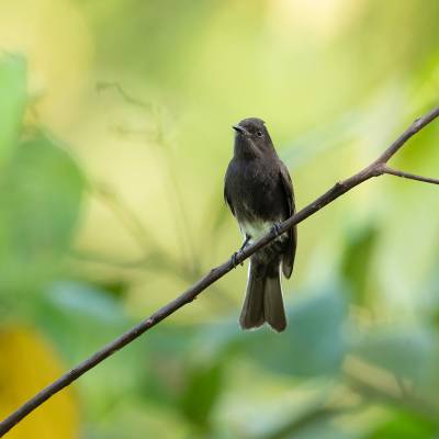 Black phoebe