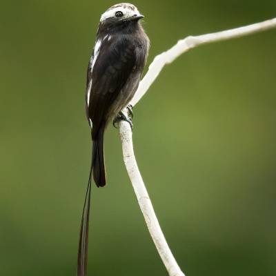 Long-tailed tyrant