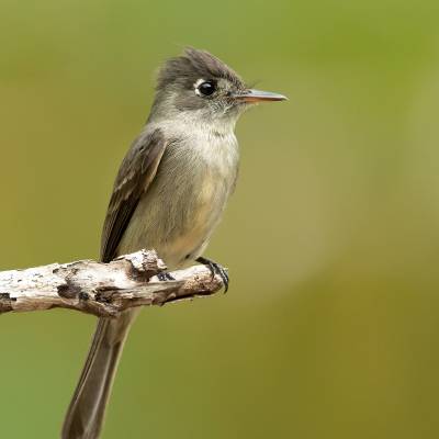 Cuban pewee