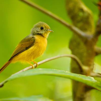 Ruddy-tailed flycatcher