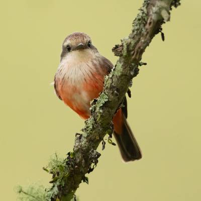 Scarlet flycatcher