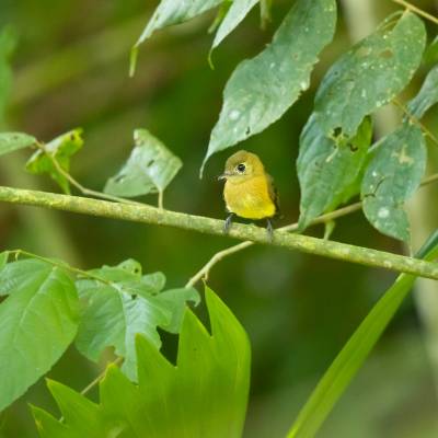 Sulphur-rumped flycatcher 