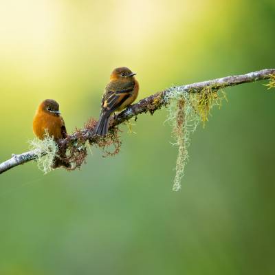 Cinnamon flycatcher