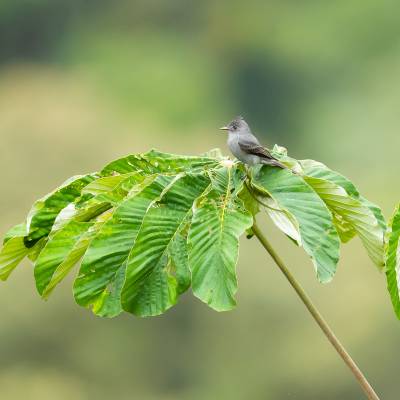 Smoke-colored pewee