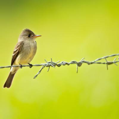 Northern tropical pewee