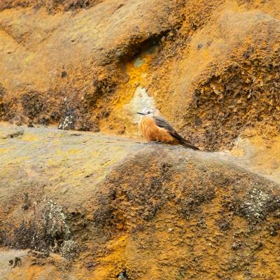 Cliff flycatcher