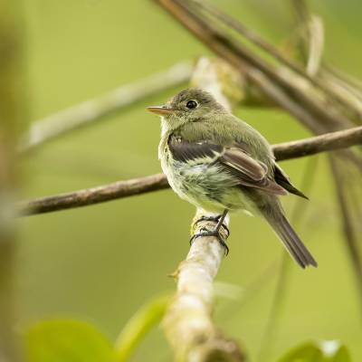 Acadian flycatcher