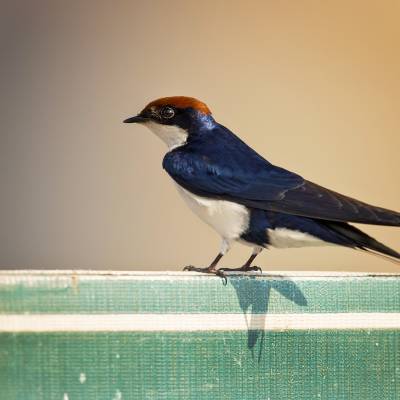 Wire-tailed swallow