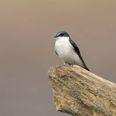 Mangrove swallow